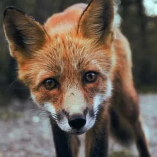 A fox looking at you