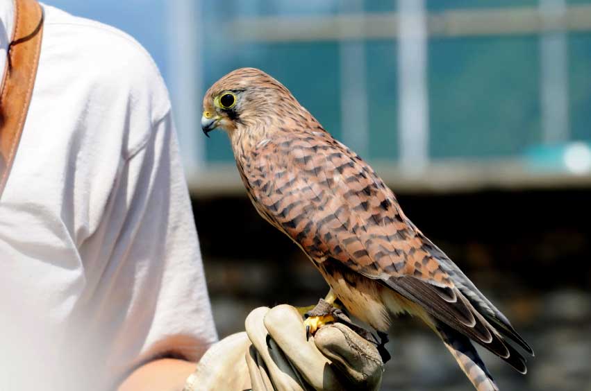 hawk perched on handler's glove