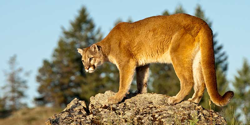 mountain lion standing on rock