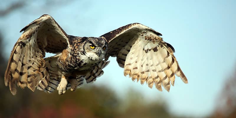 owl in flight looks at camera