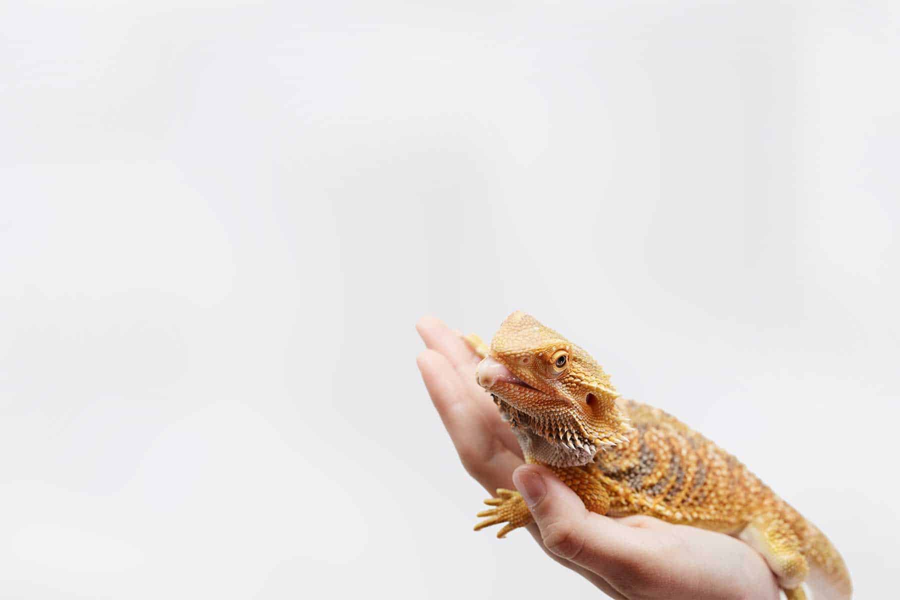 lizard in hand