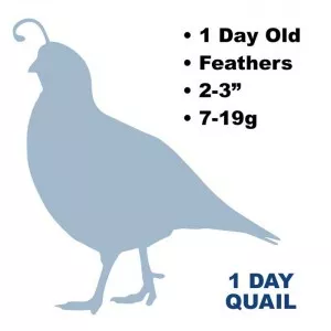 Frozen feeder 1 day quail. Title: 1 Day Quail. Text: 1 day old, has feathers, 2 to 3 inches, 7 to 19 grams.
