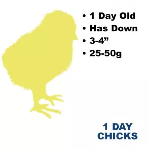 Frozen feeder 1 day chicks, 100 count. Title: 1 Day Chicks. Text: 1 day old, has down , 3 to 4 inches, 25-50 plus grams