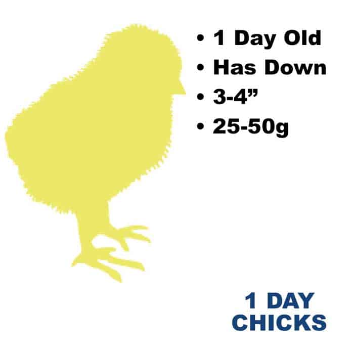 View of 1 Day Frozen Chicks