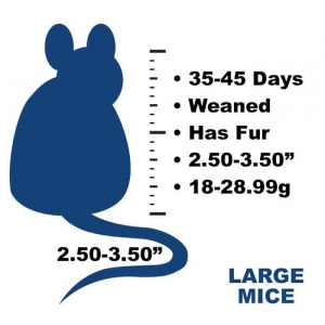 Frozen feeder large mice. Title: Large Mice. Text: 35 to 45 days old, weaned, has fur, 2.50 to 3.50 inches, 18 to 28.99 grams.