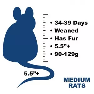 Frozen feeder medium rats, 100 count. Title: Medium Rats. Text: 34 to 39 days old, weaned, has fur, 5.5 plus inches, 90 to 129 grams.