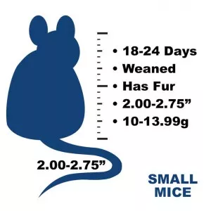 Frozen feeder small mice. Title: Small Mice. Text: 18 to 24 days old, weaned, has fur, 2.00 to 2.75 inches, 10 to 13.99 grams.