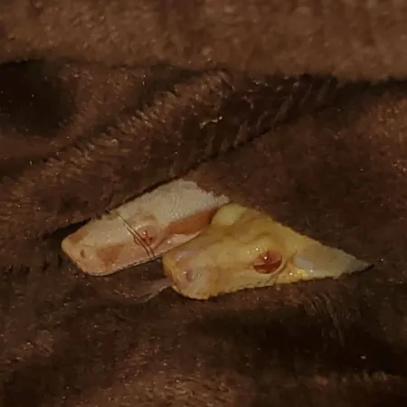 Review #160000, image #2