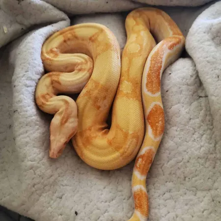 Review #160000, image #4