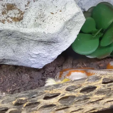 Review #161089, image #2