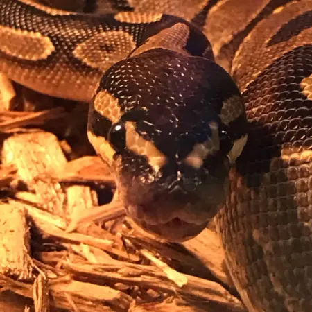 Review #162764, image #2