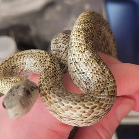 Review #164103, image #2