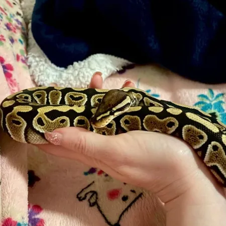 Review #164144, image #3