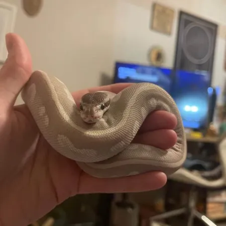 Review #164639, image #1