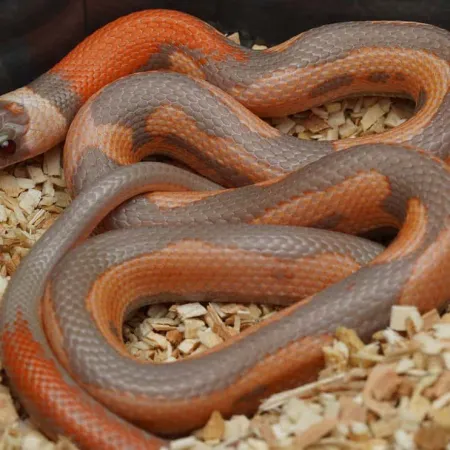 Review #164460, image #1