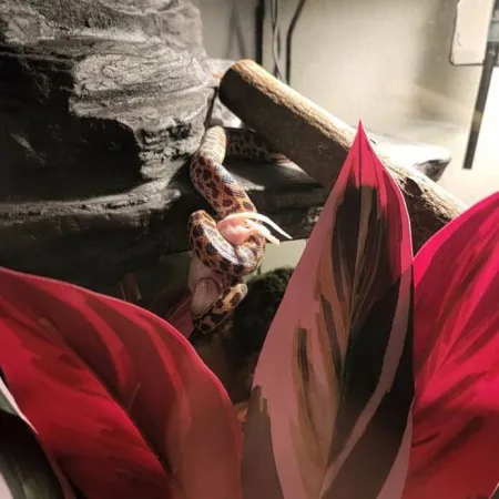 Review #163848, image #1