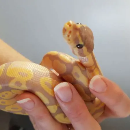 Review #165592, image #4