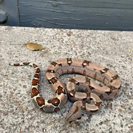 Review #165060, image #1