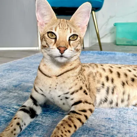 Review #165712, image #1