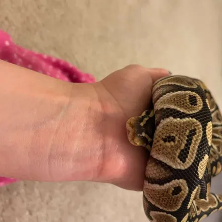 Review #165940, image #1