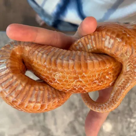 Review #168053, image #1