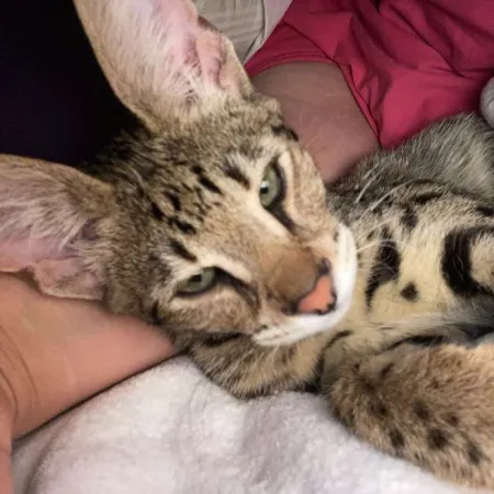 Review #168535, image #2