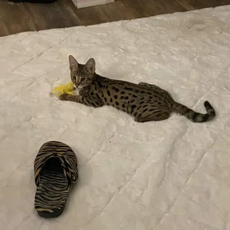 Review #168535, image #3