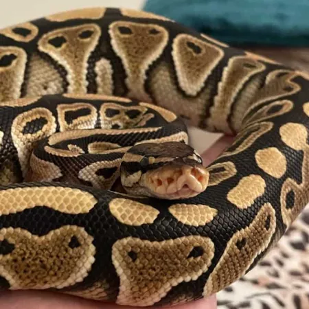 Review #168301, image #1