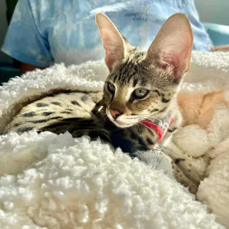 Review #168535, image #1