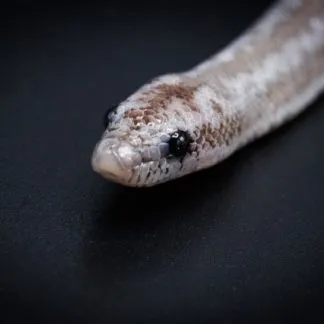 Review #168001, image #3