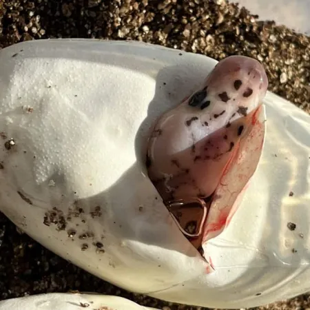 Review #167772, image #1