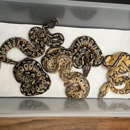 Review #167772, image #2