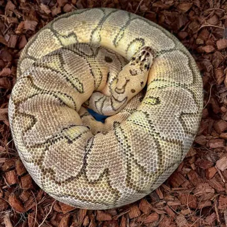 Review #167772, image #3