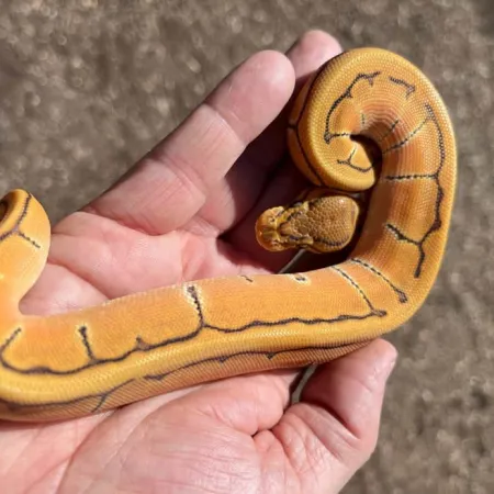 Review #167772, image #4