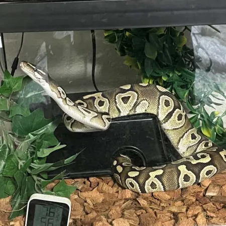 Review #169536, image #4