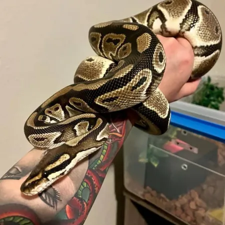 Review #169536, image #2