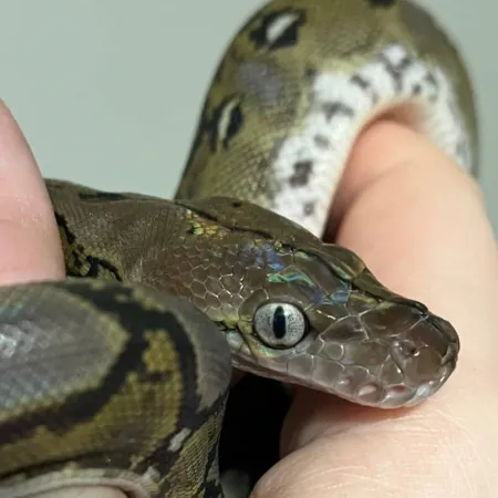 Review #169536, image #1