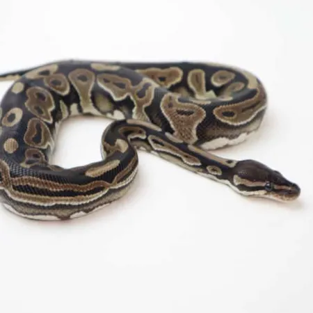 Review #169550, image #2