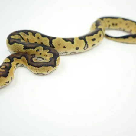 Review #169550, image #3