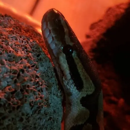 Review #170631, image #1