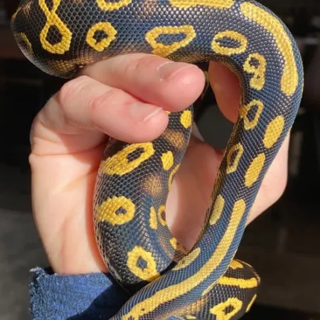 Review #171106, image #2