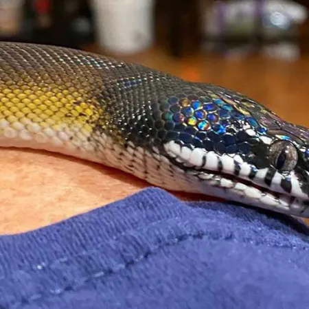 Review #171106, image #4