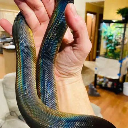 Review #171106, image #3