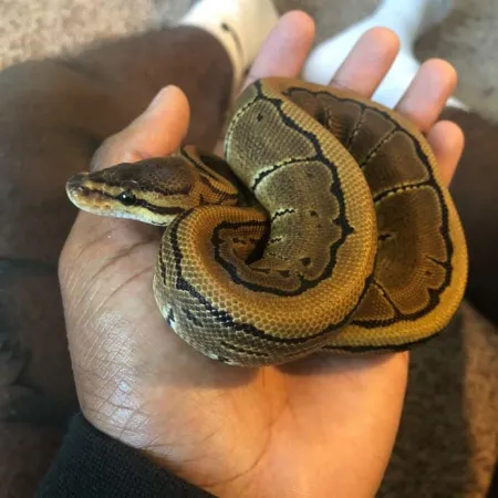 Review #171502, image #1