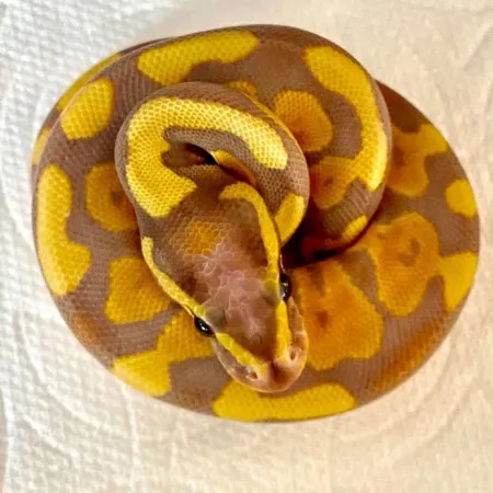 Review #172415, image #1