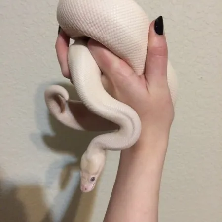 Review #173087, image #1