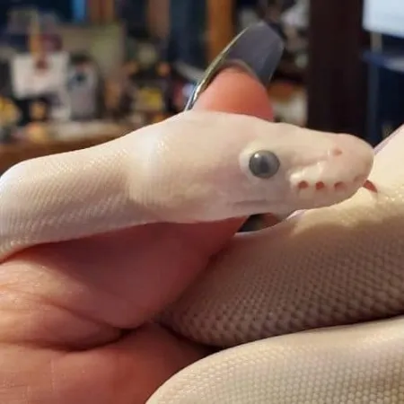 Review #173225, image #1