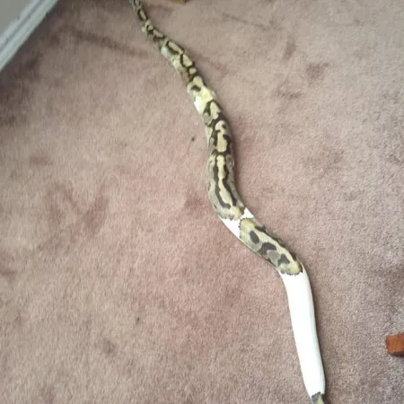 Review #173087, image #5