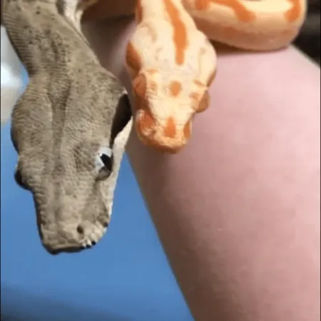 Review #173087, image #3