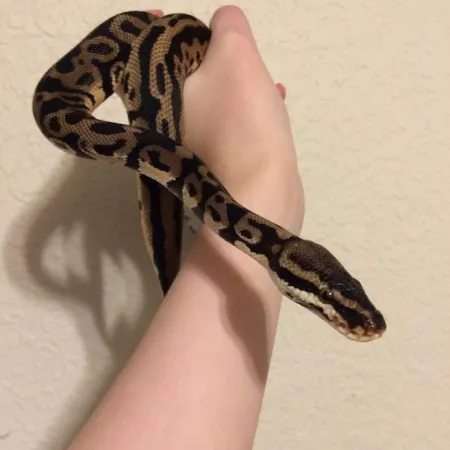 Review #173087, image #2